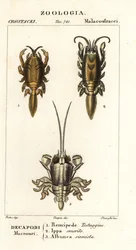 Species of mole crabs or sand crabs