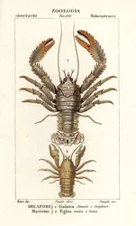 Squat lobster, Galathea strigosa, and Aegla laevis