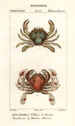 Swimming Crab and Moon Crab