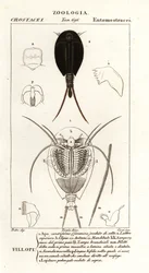 Tadpole Shrimps
