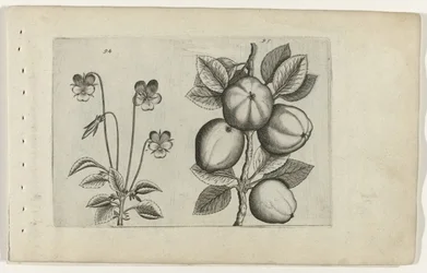 Tricolor Violet and Apple (Cognoscite lilia series)
