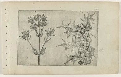 Centaury(?) and Holly (Cognoscite lilia series)
