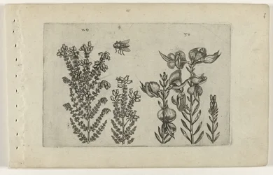 Common Heather and Broom (Cognoscite lilia)