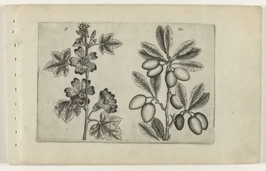 Great Mallow and Olive Tree (Cognoscite lilia)
