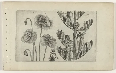 Large Poppy and Broad Bean Cognoscite Lilia