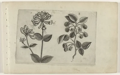 Honeysuckle and Raspberry, Cognoscite Lilia