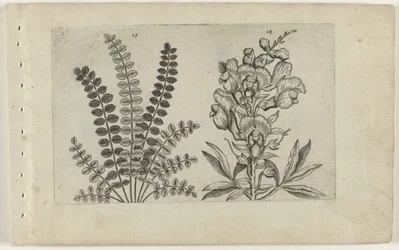 Small Pimpernel and Large Snapdragon (Cognoscite lilia series)
