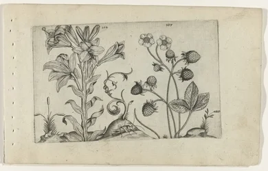 Madonna Lily and Strawberry (series title: Cognoscite lilia)