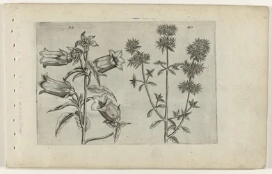 Mariette Bellflower and Marjoram