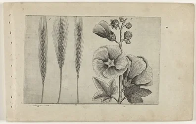 Rye and Hollyhock (Cognoscite lilia)