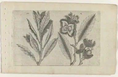 Sage and Sweet Chestnut