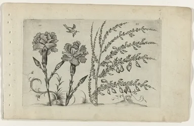 Carnation and Broom