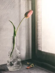 Delicate Pink Tulip