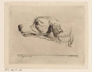 Head of a Dog