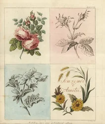 Models for an Embroidery Album