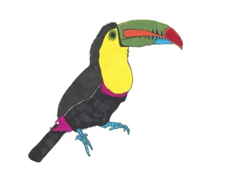 Toucan