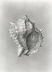 Conch shell study