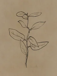Eucalyptus Sapling
