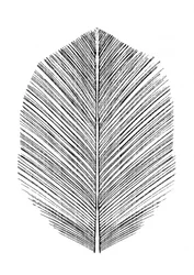 Feather