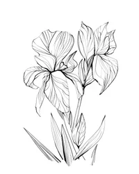 Irises