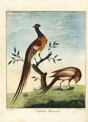 English pheasants, male and female