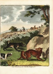 Fox Hunting