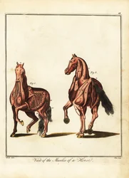 Musculature of a horse