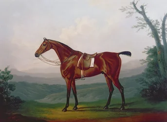 Portrait of a Race Horse