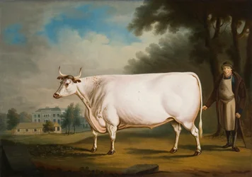The Nannau Ox