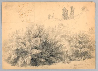 Ferns, North Conway, New Hampshire