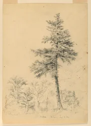 Study of Hemlock, Gorham, New Hampshire