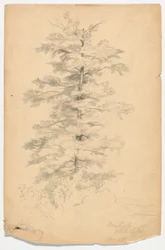 Study of Hemlock near White Lake