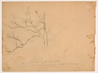 Study of a Dead Oak Tree