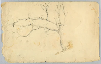 Study of a Leafless Tree