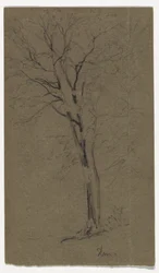 Study of an Elm