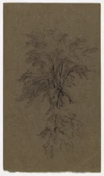 Study of an Elm