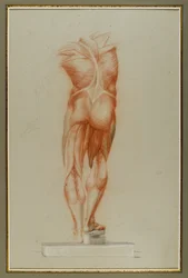 Écorché (Figure Study of Musculature), c.1848