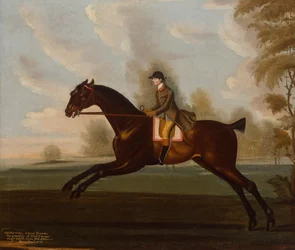 Sportsman, A Bay Hunter with Gentleman Up in a Wooded Landscape