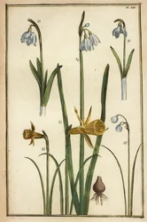 Wild daffodil, Narcissus pseudonarcissus, and snowdrops, Galanthus nivalis