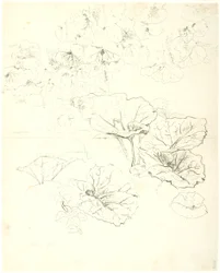 Leaf Studies