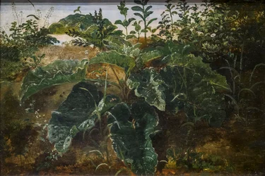 Foreground Study with Dock Leaves