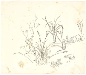 Grass