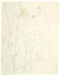 Plant Studies