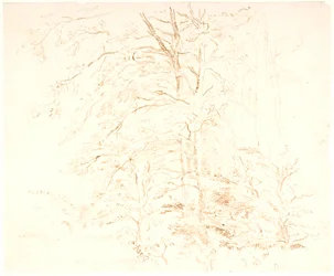 Tree Studies