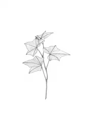 Botanical Line Art