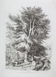Beech No. 18, illustration from Progressive Lessons on Landscape for Young Beginners, 1816