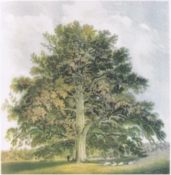 Pollard Willows, Nature in Britain