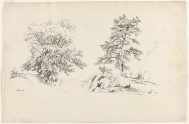 Chestnut and Pine