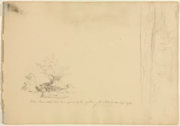 Landscape and Tree Studies (verso)