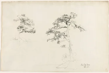 Pine, Lake George, 1871